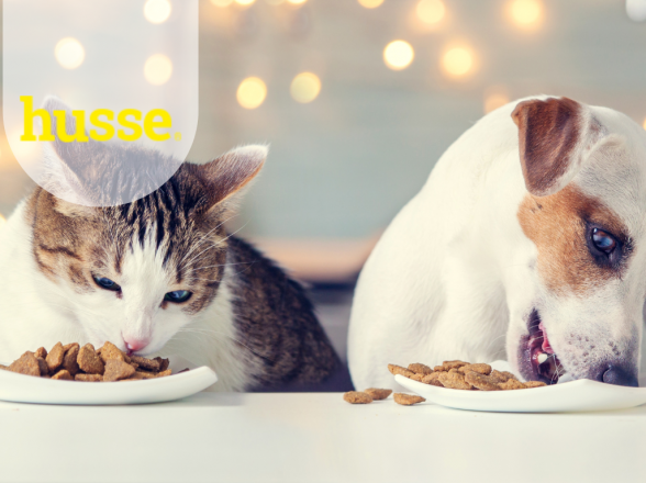 CIBO PER CANI E GATTI CON DIGESTIONE SENSIBILE: COSA CONTROLLARE SULL’ETICHETTA