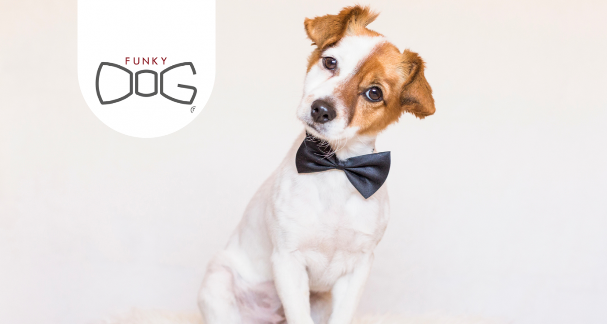 FUNKY DOG: ACCESSORI SOLIDALI E SOSTENIBILI PER I NOSTRI AMICI A QUATTRO ZAMPE