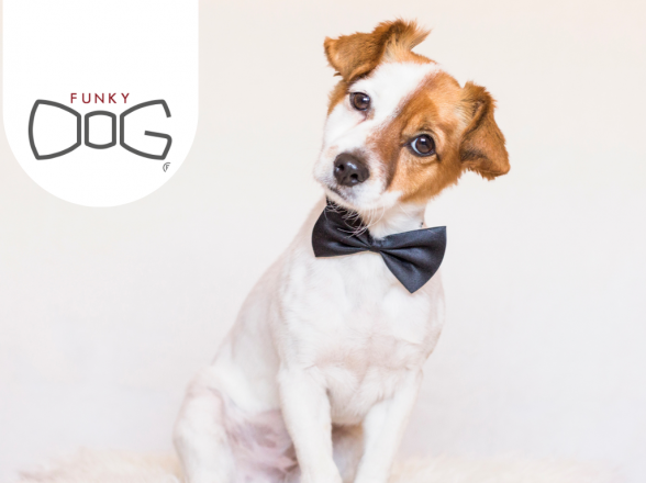 FUNKY DOG: ACCESSORI SOLIDALI E SOSTENIBILI PER I NOSTRI AMICI A QUATTRO ZAMPE
