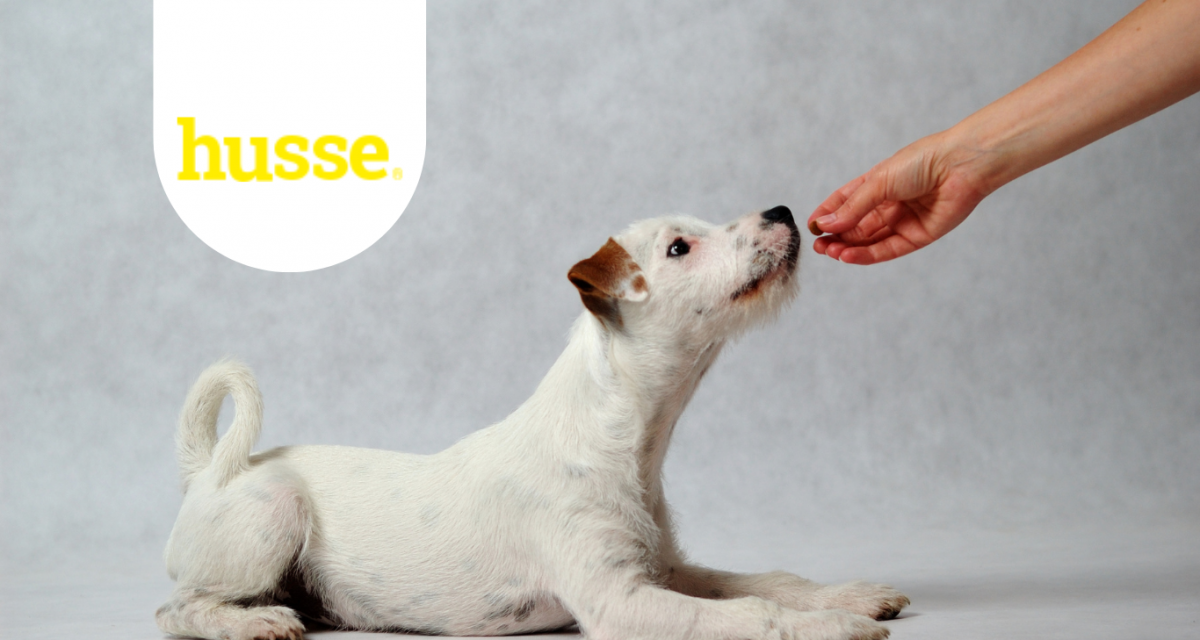 HUSSE: CONSEGNA A DOMICILIO DI ALIMENTI NATURALI PER CANI E GATTI