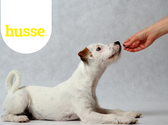 HUSSE: CONSEGNA A DOMICILIO DI ALIMENTI NATURALI PER CANI E GATTI