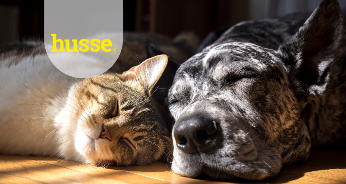 PERCHÉ SCEGLIERE HUSSE: QUALITÀ, INGREDIENTI E VANTAGGI PER IL CANE E IL GATTO