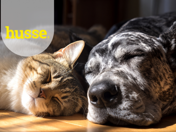 PERCHÉ SCEGLIERE HUSSE: QUALITÀ, INGREDIENTI E VANTAGGI PER IL CANE E IL GATTO