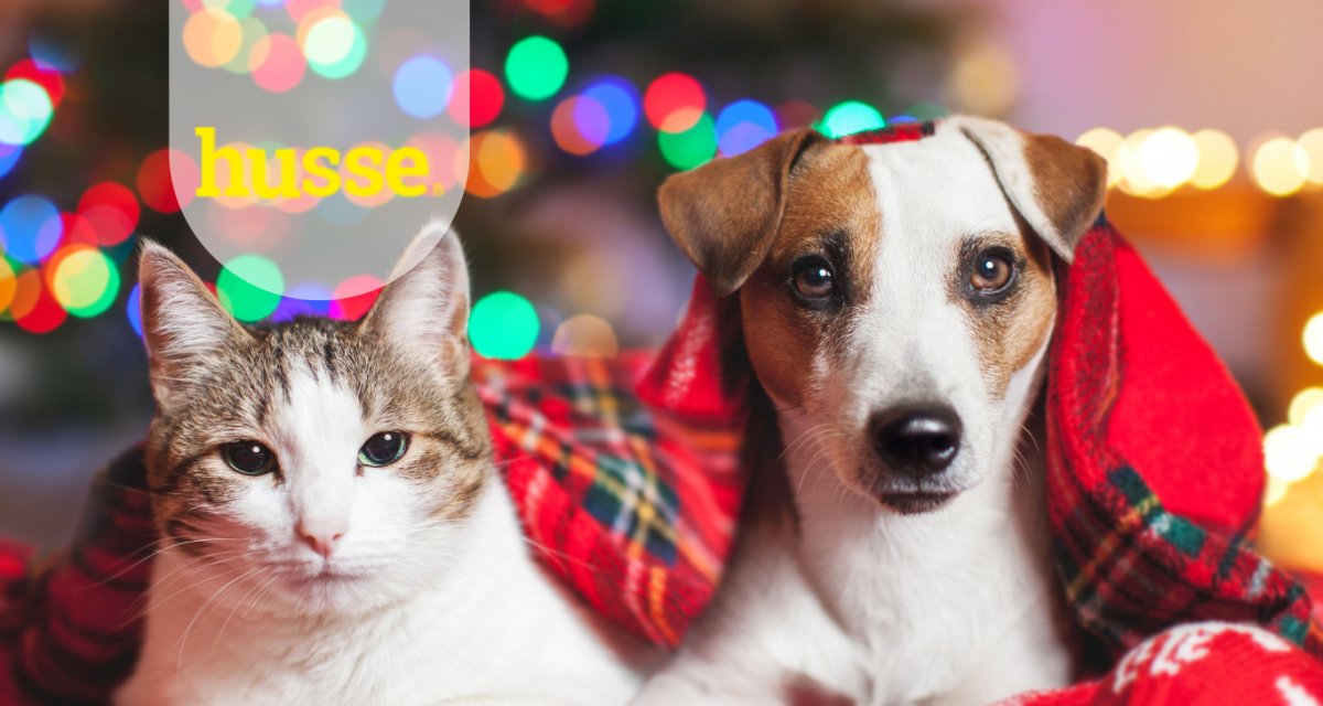IDEE REGALO PER NATALE: CIBO, SNACK E ACCESSORI HUSSE PER CANI E GATTI FELICI