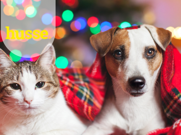 IDEE REGALO PER NATALE: CIBO, SNACK E ACCESSORI HUSSE PER CANI E GATTI FELICI