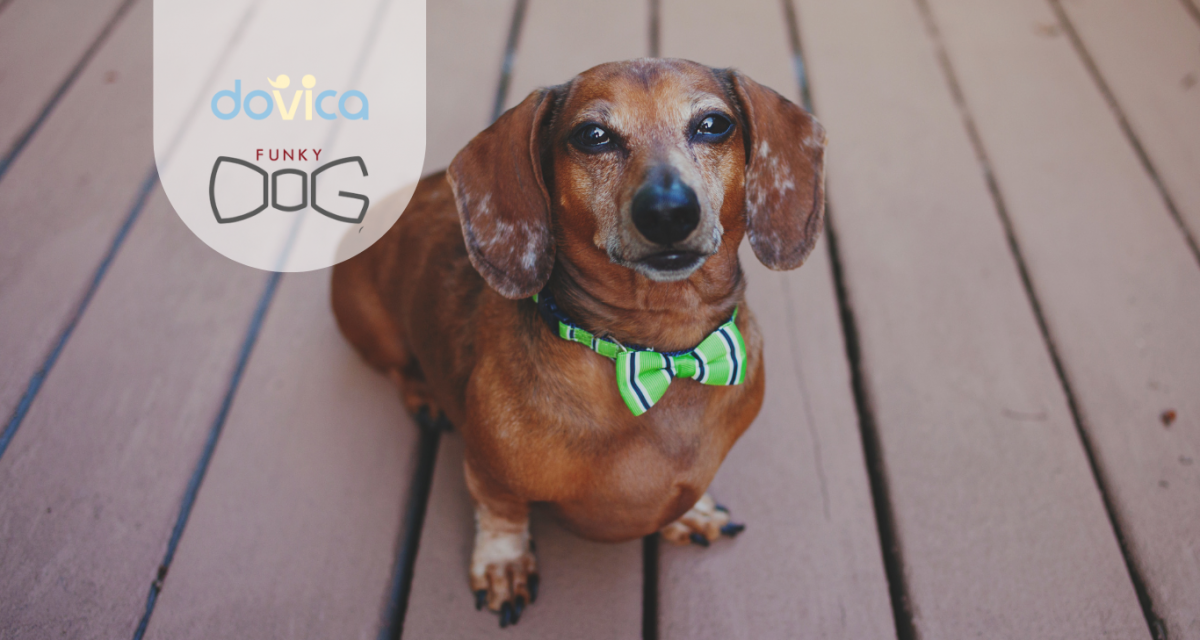 PAPILLON FUNKY DOG: UN ACCESSORIO SOLIDALE CON DOVICA