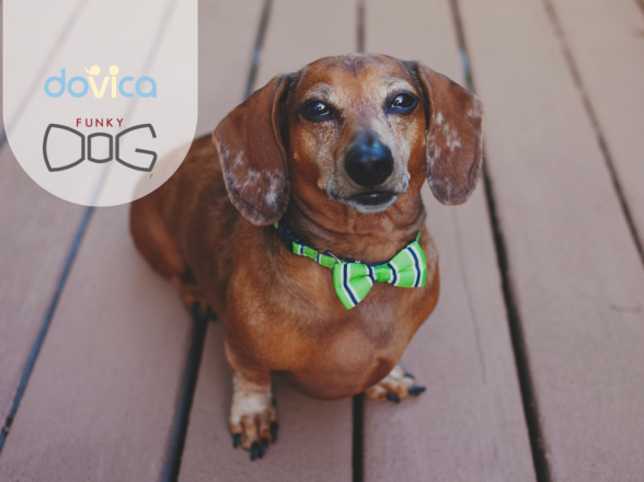PAPILLON FUNKY DOG: UN ACCESSORIO SOLIDALE CON DOVICA